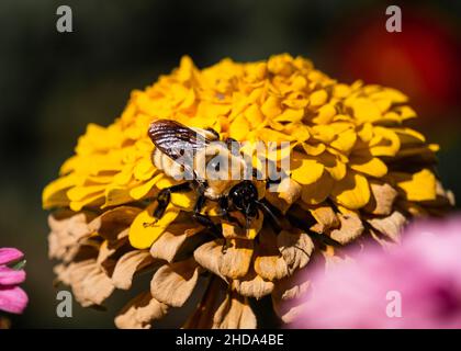 Abeille recherche le nectar sur une fleur jaune.Pris dans une ferme en Oregon au début de l'automne 2020. Banque D'Images