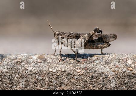 Sauterelle ailé (Oedipoda caerulescens) un maître du déguisement Banque D'Images