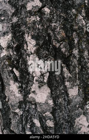 Une vue rapprochée d'un tronc d'arbre montre la texture rugueuse de l'écorce en hiver, qui est principalement blanche et noire lorsque l'arbre est couvert de lichen pousse Banque D'Images