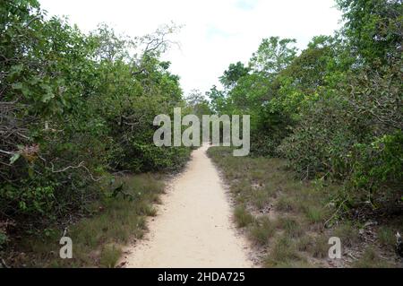 Sentier au milieu de la végétation amazonienne de savane vers la colline de piraoca dans la ville d'Alter do Chão, dans l'État de Pará, Brésil. Banque D'Images