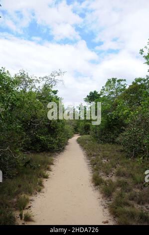 Sentier au milieu de la végétation amazonienne de savane vers la colline de piraoca dans la ville d'Alter do Chão, dans l'État de Pará, Brésil. Banque D'Images