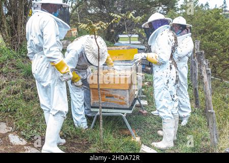 Apiculteurs latino travaillant avec des nids d'abeilles sur le terrain Banque D'Images