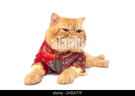 Mignon écossais pliage chat portant la robe chinoise couché sur le sol sur fond blanc. Banque D'Images