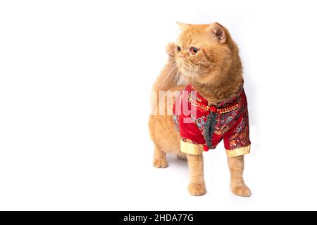 Photo de studio d'un joli chat écossais de pli portant le costume chinois de nouvel an debout et regardant quelque chose. Banque D'Images