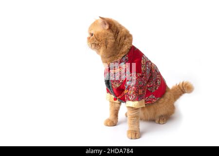 Studio photo de chat écossais de pliage mignon portant le costume chinois de nouvel an assis et regardant quelque chose. Banque D'Images