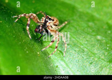 Araignée sautant la trémie de bronze (Helvis minitabla) mangeant des proies Banque D'Images