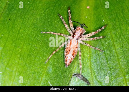 Araignée sautant la trémie de bronze (Helvis minitabla) mangeant des proies Banque D'Images
