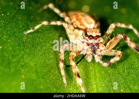 Araignée sautant la trémie de bronze (Helvis minitabla) mangeant des proies Banque D'Images
