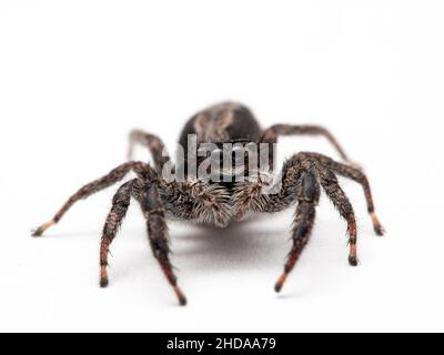 Gros plan d'une araignée sauteuse, Platycryptus californicus, isolée, CECP 2019 Banque D'Images