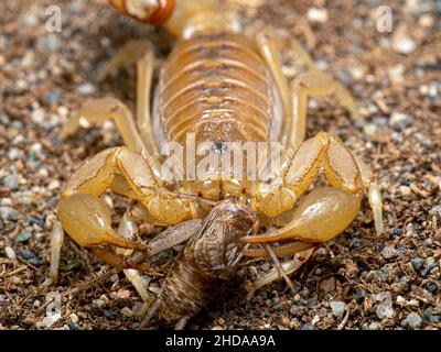 Scorpion à queue rayée, Paravaejovis spinigerus, mangeant un cricket, CECP 2019 Banque D'Images