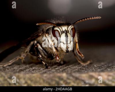 Portrait d'un hornet à tête chauve, Dolichovespula maculata, CECP 2013 Banque D'Images