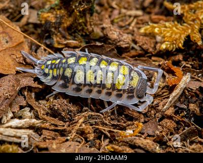 Vue dorsale d'un insecte de truie peint, Porcellio haasi, CECP 2018 Banque D'Images