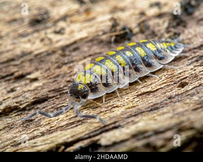 Vue latérale d'un insecte de truie peint, Porcellio haasi, CECP 2018 Banque D'Images