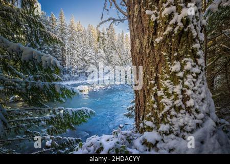 La rivière Snoqualmie est une rivière de 45 km de long dans le comté de King et le comté de Snohomish dans l'État américain de Washington. Banque D'Images