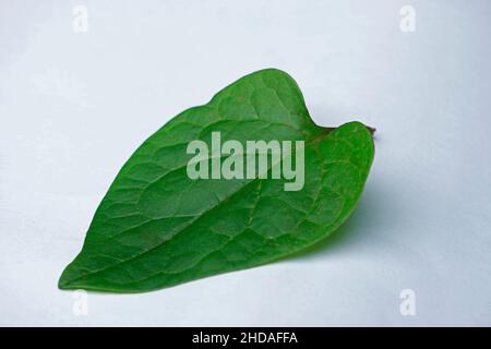 Feuille ayurvédique de Malabar spinac ou mayalu, Basella alba pour pieux, Satara, Maharashtra, Inde Banque D'Images