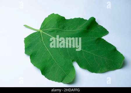 Feuille de figuier, Ficus carica il feuilles sont utilisées en médecine traditionnelle pour traiter divers maux tels que gastro-intestinal, colique, indigestion Banque D'Images