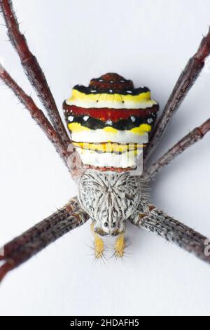 Araignée caractéristique, Argiope anasuja en fond blanc, Satara, Maharashtra, Inde Banque D'Images