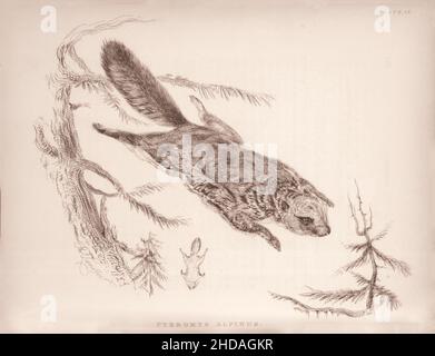 Gravure (dessin) vintage de Rocky Mountain Flying-Squirrel.Pteromys Alpinus.1829-1837, par J. Murray (Éditeur) Banque D'Images