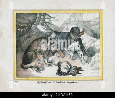 Gravure ancienne des chiens de l'Hospice Saint-Bernard, 1850 Banque D'Images