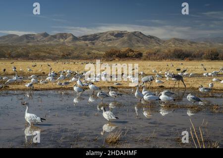 Oies des neiges, Anser caerulescens et grues du Canada, se nourrissant dans les champs inondés, vallée du Rio Grande, Bosque del Apache.Nouveau-Mexique. Banque D'Images