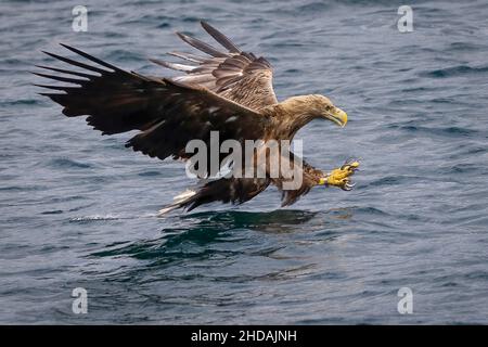 Vue panoramique sur un aigle à queue blanche qui se livre dans l'eau en Écosse Banque D'Images