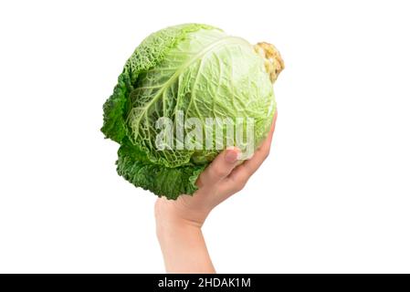 Chou vert isolé sur fond blanc.Entre les mains des femmes. Banque D'Images