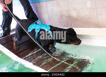 rottweiler, un petit revin, nageant dans une piscine Banque D'Images