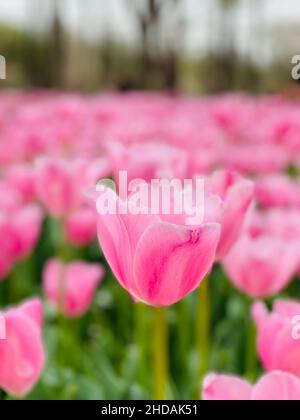 Cliché de mise au point sélective verticale d'une tulipe rose sur un champ Banque D'Images