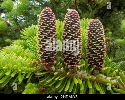 Corée-Tanne mit Zapfen, Abies koreana / Korean Fir avec des cônes, Abies koreana Banque D'Images