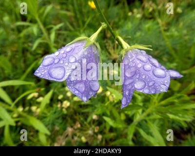 Blüten der Pfirsichblättrigen Glockenblume im Regen, Campanula persififolia / fleurs de Bellflower à feuilles de Peach sous la pluie, Campanula persififolia Banque D'Images