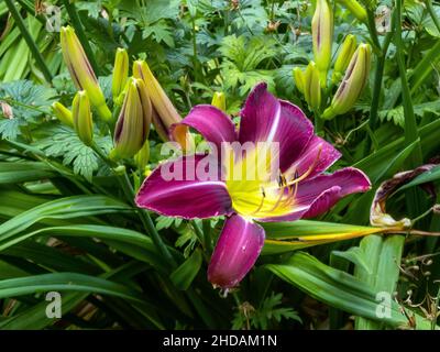 Gelbrote Taglie Blüte, Hemerocallis fulva / Orange Daylily Bloom, Hemerocallis fulva Banque D'Images