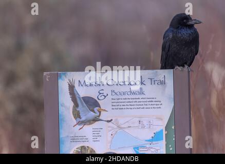 Raven on Marsh surplombe la piste de la réserve naturelle nationale de Bosque del Apache. Banque D'Images