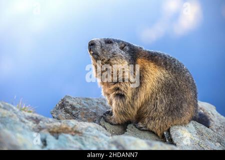 Alpenmurmeltier (Marmota marmota) Banque D'Images