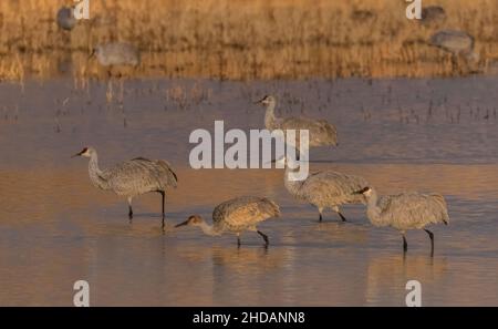 Grues de sable à la réserve naturelle nationale de Bosque del Apache, tôt le matin, en hiver.Nouveau-Mexique. Banque D'Images