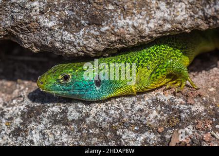 Westliche Smaragdeideechse (Lacerta bilineata) Männchen Banque D'Images