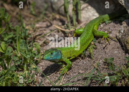 Westliche Smaragdeideechse (Lacerta bilineata) Männchen Banque D'Images