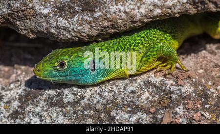 Westliche Smaragdeideechse (Lacerta bilineata) Männchen Banque D'Images