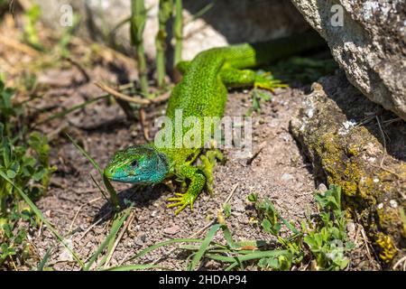 Westliche Smaragdeideechse (Lacerta bilineata) Männchen Banque D'Images