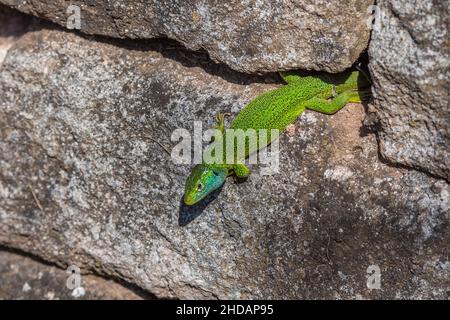 Westliche Smaragdeideechse (Lacerta bilineata) Männchen Banque D'Images