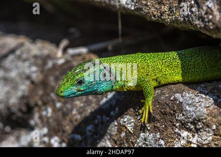 Westliche Smaragdeideechse (Lacerta bilineata) Männchen Banque D'Images