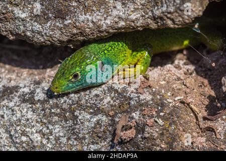 Westliche Smaragdeideechse (Lacerta bilineata) Männchen Banque D'Images