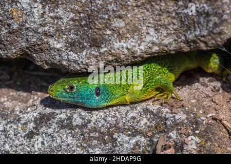 Westliche Smaragdeideechse (Lacerta bilineata) Männchen Banque D'Images