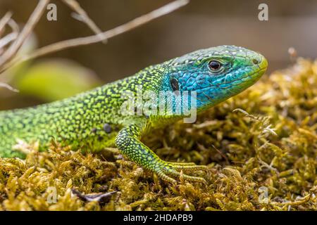 Westliche Smaragdeideechse (Lacerta bilineata) Männchen Banque D'Images
