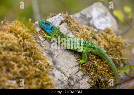 Westliche Smaragdeideechse (Lacerta bilineata) Männchen Banque D'Images