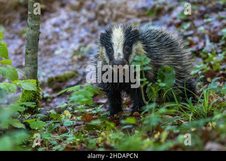 Dachs (Meles meles), Jungtier Banque D'Images