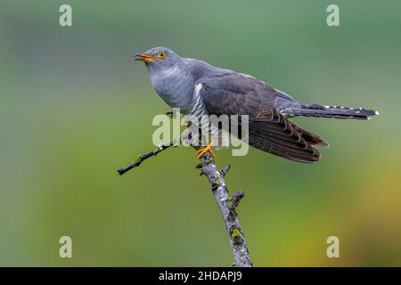 Kuckuck (Cuculus canorus) Banque D'Images