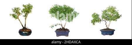 Les jeunes japonais bonsai boxthorn isolated over white background ( Serissa japonica ) Banque D'Images