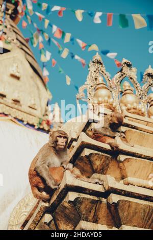 Temple de Swayambhunath, Temple des singes dans la vallée de Katmandou, Népal Banque D'Images