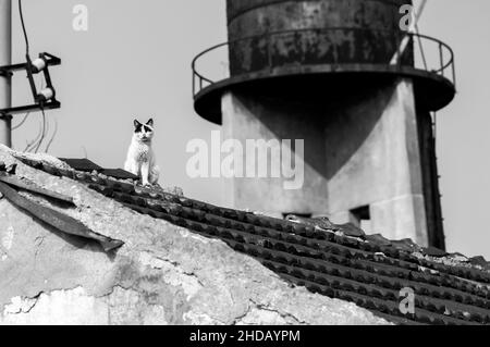 Photo en noir et blanc d'un chat errant sur le toit d'un bâtiment Banque D'Images