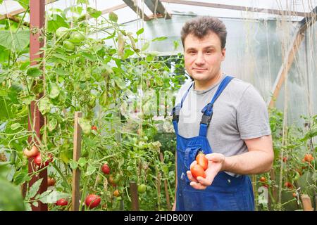 Vue d'une jeune femme attrayante récolte de légumes dans une serre. Banque D'Images